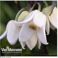 Clematis 'Winter Beauty' Evergreen Flowering Climber - 2 Litre Pot