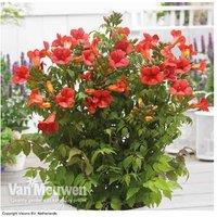 Climbing Campsis Trumpet Fire - Hardy Flowering Shrub, 1 Or 2 Plants, 2L Pot