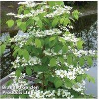 Viburnum Kilimanjaro Sunrise Flowering Shrub - RHS Award Winner