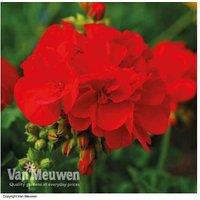 Geranium 'Power Red' Flowering Perennial Plug Plants - Up to 10 Pack