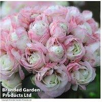 Geranium 'Appleblossom Rosebud' - Drought-Tolerant Perennial Plug Plants