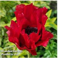 Papaver Orientale 'Red Rumble' Perennial - Up To 3 Flowering Plants