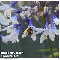 Agapanthus 'Twister' Perennial Flowering Plant - Up To 60Cm Tall