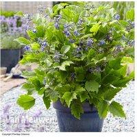 Clematis 'New Love' Scented Perennial - Compact Flowering Plant for Patios & Borders