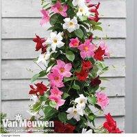 Mandevilla 'Sundaville' Flowering Climbers