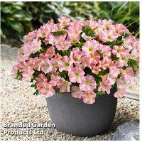 Petunia 'Amore Pink Princess' - Flowering Annual