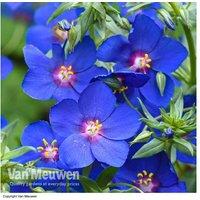 Anagallis 'Skylover' Blue Pimpernel - 20 Flowering Perennial Plants