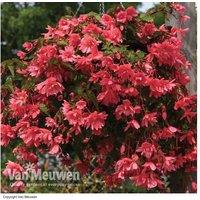 Trailing Begonia Funky Pink Plug Plants - Flowering Annual, 24 Pack