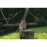 2-Hour Owl Encounter Experience for up to 4 People at Hawksflight Falconry, Burton-on-Trent