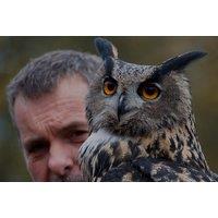 2-Hour Owl Encounter Experience at Hawksflight Falconry, Burton-on-Trent