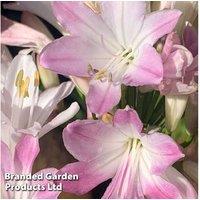 Agapanthus 'Blush Pink' Perennial Plant