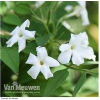 Scented Jasmine Climbing Plants - 1, 2 Or 3 Pack