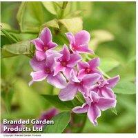 Pink Jasmine 'Starry Summer' - Flowering Climber
