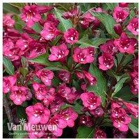 Weigela Towers of Flowers Cherry Flowering Shrub - Compact, Twice-Blooming