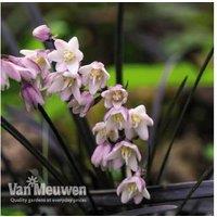 Black Ornamental Grass Perennial - Evergreen Beauty