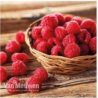 Raspberry Autumn Bliss - Compact Fruiting Shrub, Autumn Harvest, 150cm