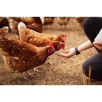 Full Day Farm Entry & Animal Feed for Two - Willow Tree Family Farm, Mansfield