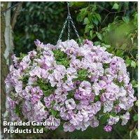 Petunia 'Bridal Blush' Flowering Plants