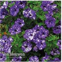 Petunia 'Night Sky' Flowering Plants