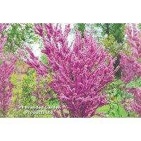 Cercis chinensis 'Avondale' Compact Flowering Tree - Purple-Pink Spring Blooms