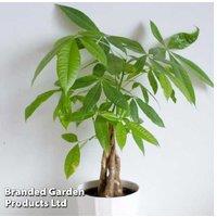 Pachira Aquatica Tree Houseplants - Exotic Indoor Tree