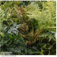 Mixed Potted Fern Plants - 3 Or 6 Pack