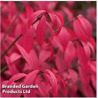 Euonymus Fire Shrub - Compact & Colourful