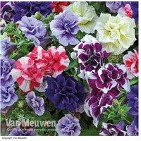 Fragrant Petunia 'Frills & Spills' Flowering Bedding Plant Collection - 20 Plug Plants