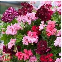 Lucky Dip Flowering Geranium Mix - Summer Bedding Plants (10-30 Pack)