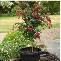 Fuchsia 'Angela' Flowering Standard Tree - Edible, Compact, Hardy