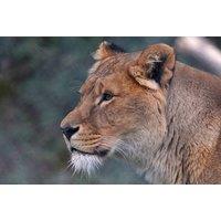 Africa Alive Zoo: Full Day Family Tickets - Suffolk - May Half Term Availability