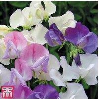 Sweet Pea 'Scent Infusion' - Fragrant Flowering Annual Plug Plants