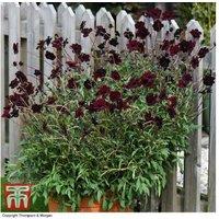 Cosmos Chocamocha Perennial Plants