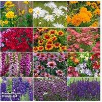 Mystery Hardy Perennial Plants - 5 or 10 Mixed Varieties, Easy-Care, Flowering