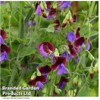 Sweet Pea 'Matucana Cupani' Flowering Climbing Plant - Heirloom Scented Annual, Up to 180cm