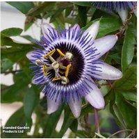 Passiflora 'Damsel'S Delight' Climbing Plant