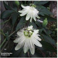 Passiflora 'Snow Queen' Flowering Climbing Plant - Hardy White Passion Flower, 2.5-4m