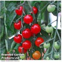 Tomato Sweet Aperitif Plants - 3 or 6 Pack