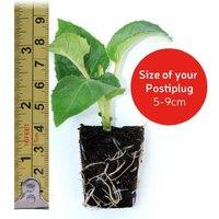 Tomato 'Moneymaker' Plug Plants - Classic Fruit, 3 or 6 Pack