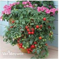 Tomato Tumbling Tom Red Plants - Compact Cherry