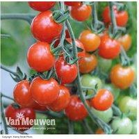 Tomato Sweetest Duo - 6 Cherry Tomato Plug Plants (Aperitif & Sungold)