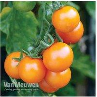 Tomato Sungold Plants - 3 or 6 Pack