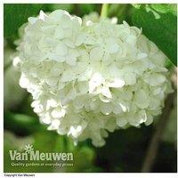 Viburnum Opulus 'Roseum' Flowering Shrub - Snowball Tree, 4m Height