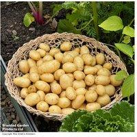 Grow Your Own Potato 'Jacky' Tubers - High Yield, Blight Resistant