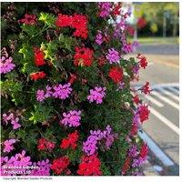 Trailing Geranium Peltatum Trio - Flowering Perennial, 50-80cm, Pink, Red & White