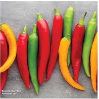 Mystery Potted Chilli Plants - Vibrant Capsicum Varieties for Patios & Kitchens