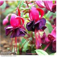 Fuchsia 'Blacky' Trailing Perennial - Giant Flowering Plugs, 20-Pack