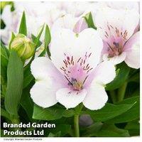 Alstroemeria Purple Passion Perennial Collection - Compact Flowering Patio Plant