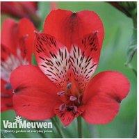 6 Alstroemeria 'Tree Everest' Perennial Plants