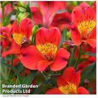 Alstroemeria Summer Heat Plants - Vibrant Perennial